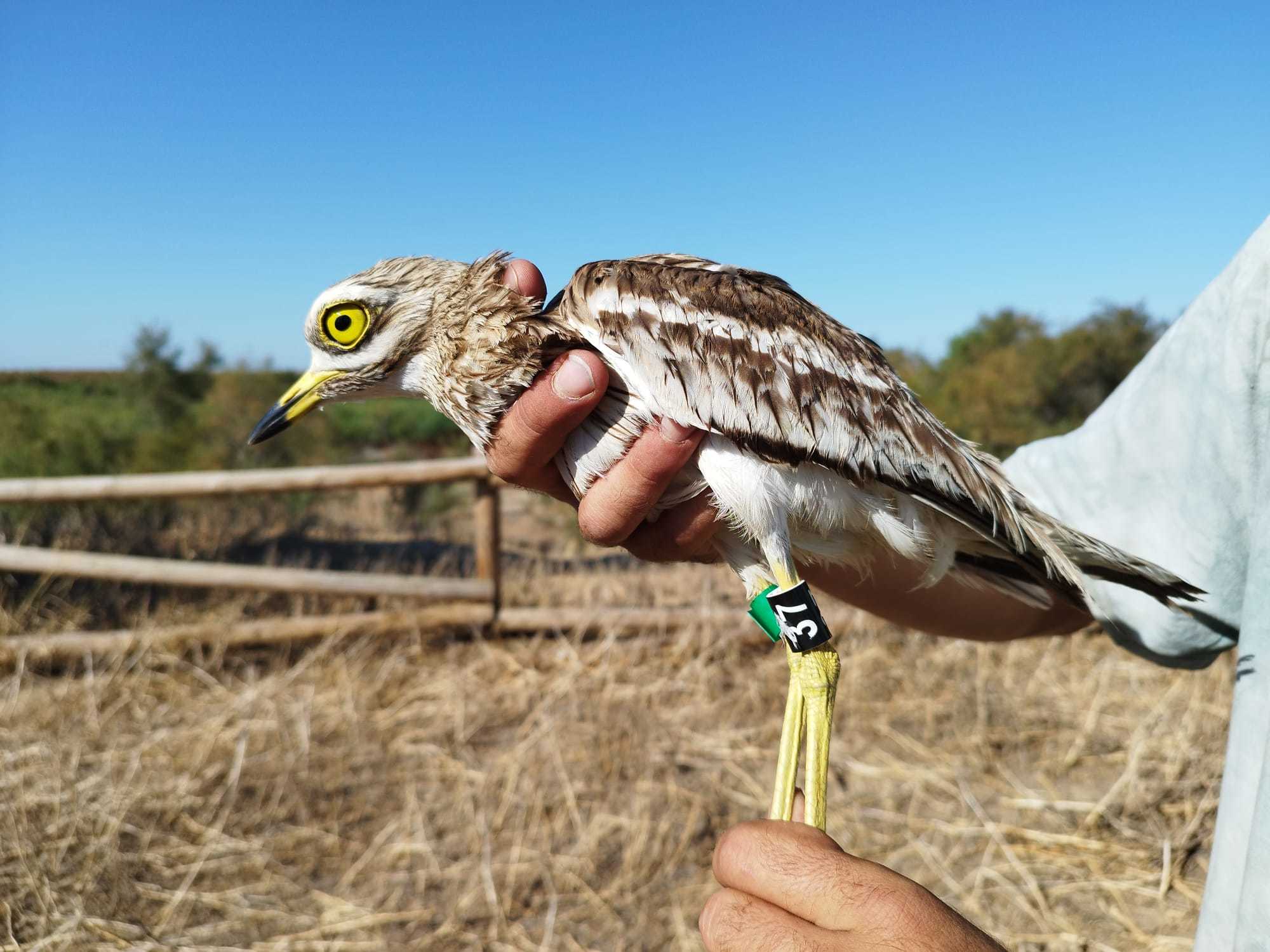 Una de las aves que fueron anilladas en el Cerro de las Cigüeñas.