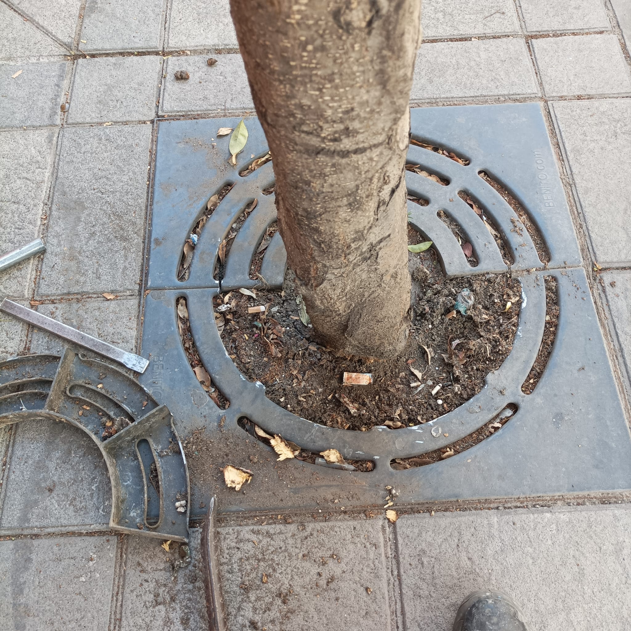 Retirada de los cubre alcorques por parte del Ayuntamiento de Jerez.