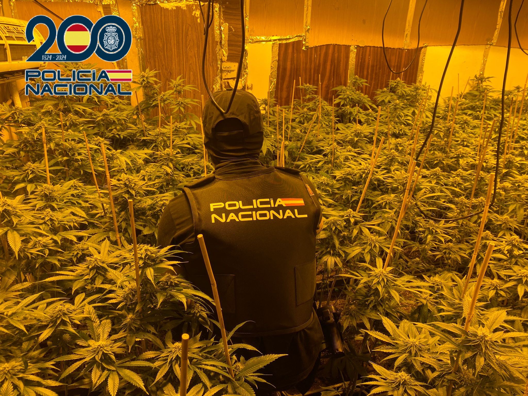 Un agente de la Policía Nacional en la plantación incautada en Sanlúcar de la Operación 'Cachito'.