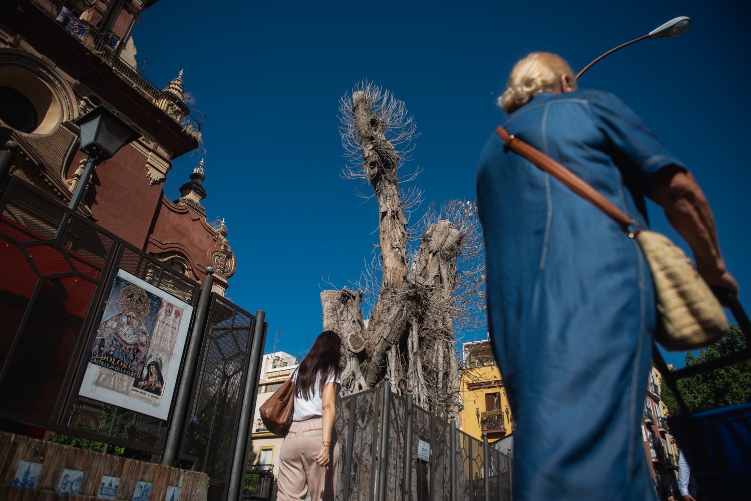 El ficus de San Jacinto en una imagen de septiembre.
