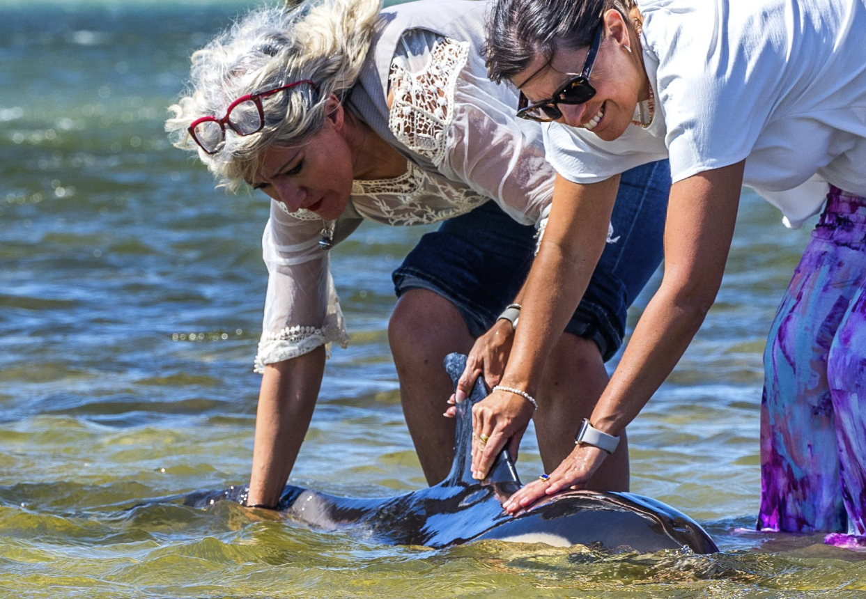 El delfín, en la orilla en San Fernando.