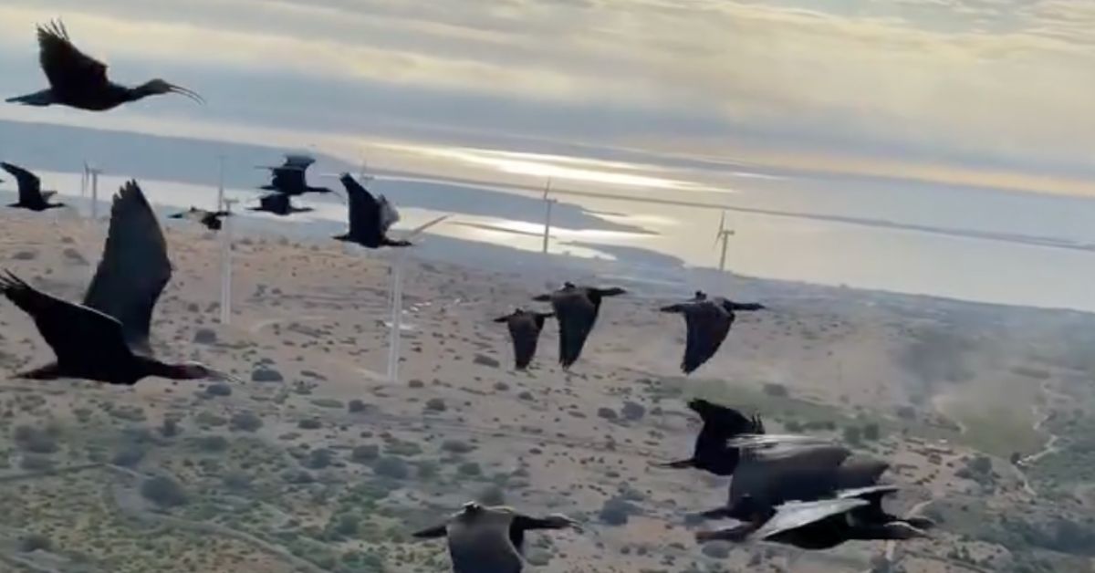 El viaje de los ibis eremita. El viaje de los ibis eremita.