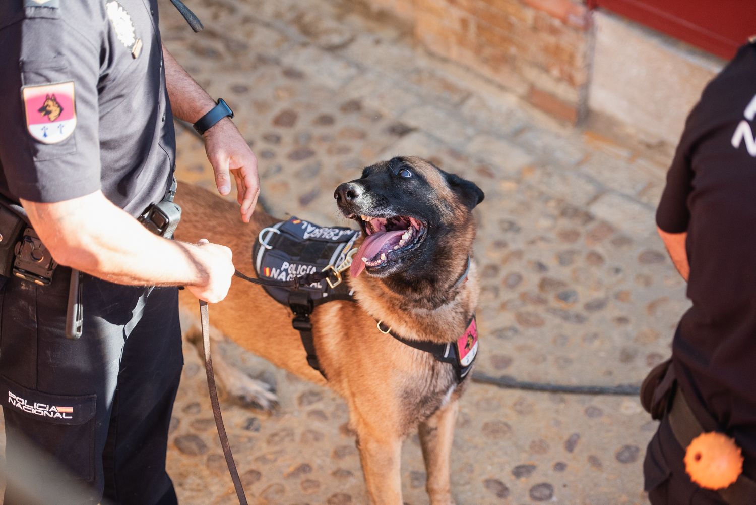 Demostración de operativas de la Policía Nacional en la Maestranza de Sevilla.