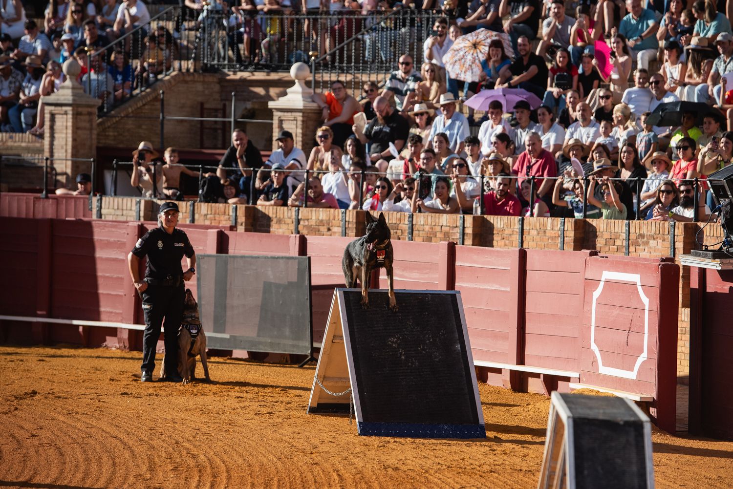 Demostración de operativas de la Policía Nacional en la Maestranza de Sevilla