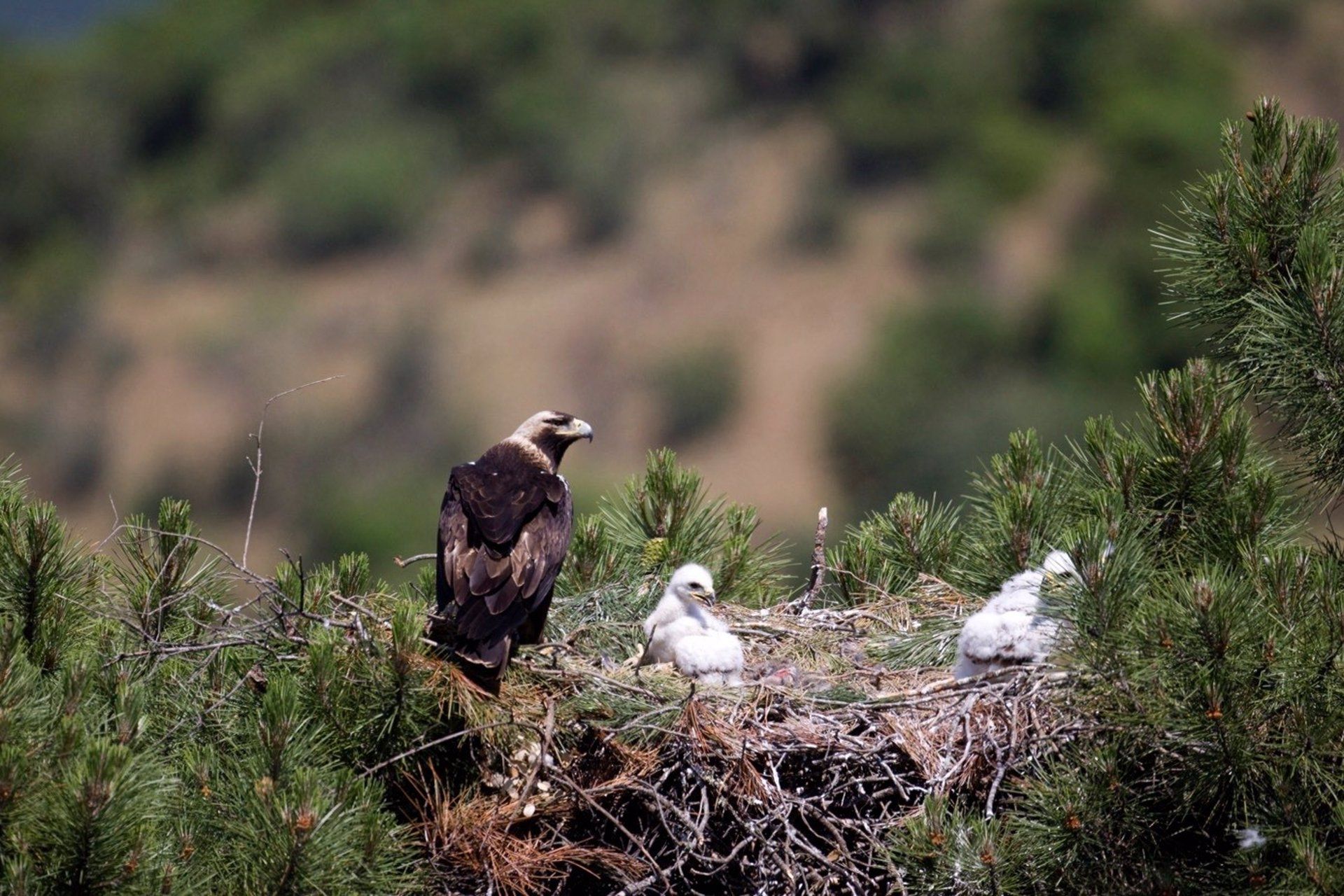 Un nido de águila imperial andaluz.