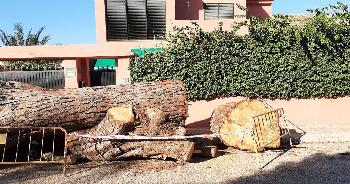 El tronco del mayor pino de El Puerto, cortado y dejado en la acera. El tronco del mayor pino de El Puerto, cortado y dejado en la acera.