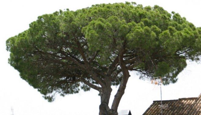 photo 5823647608525145577 y