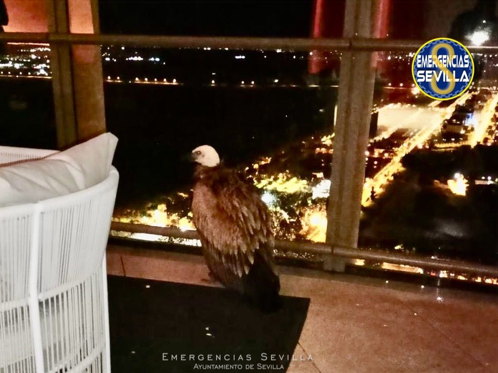 El buitre leonado, atrapado en Torre Sevilla.