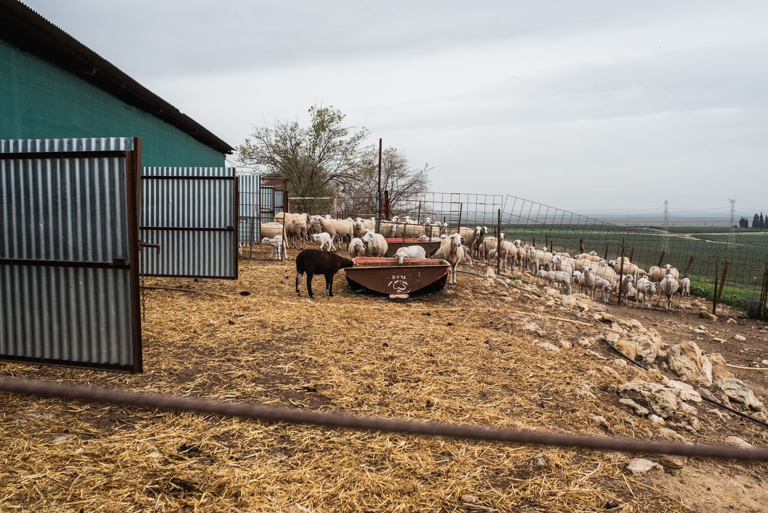 Los casos de muertes de ovejas por la lengua azul han descendido. Los casos de muertes de ovejas por la lengua azul han descendido.