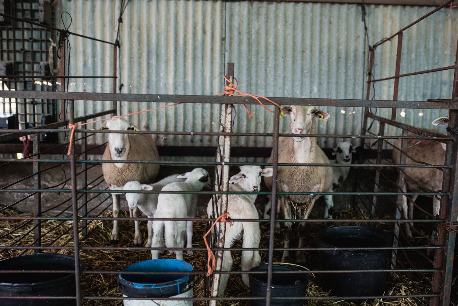 Ayudas a los ganadores afectados por la lengua azul. Ayudas a los ganadores afectados por la lengua azul.