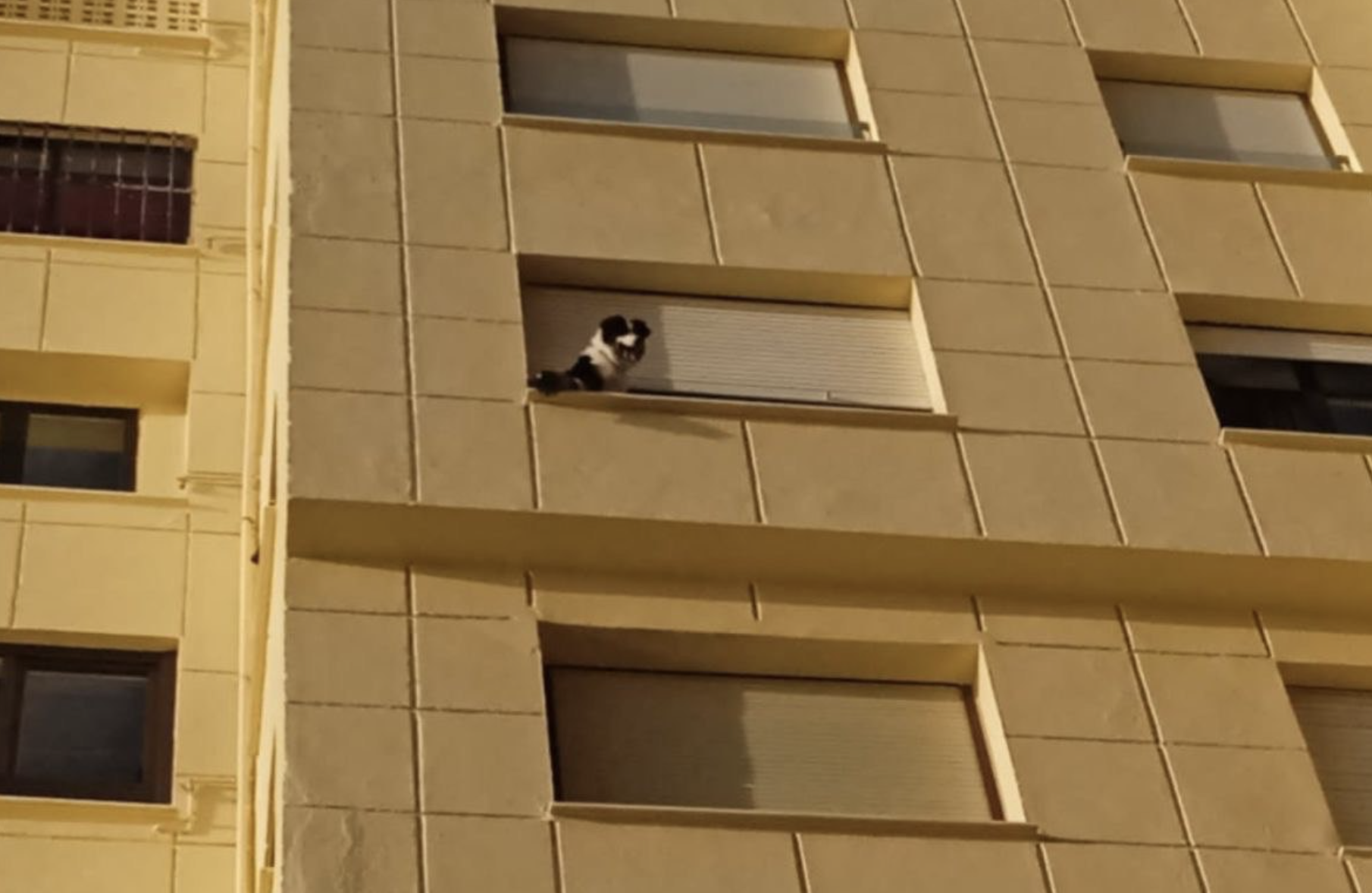 Imagen de archivo de un perro en una ventana.