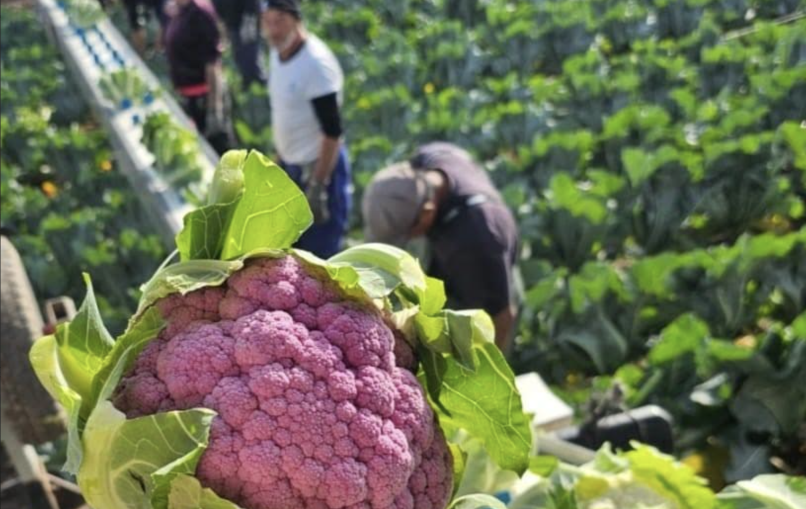 El trueque con Mercosur: matar al sector agrario para vender más coches.