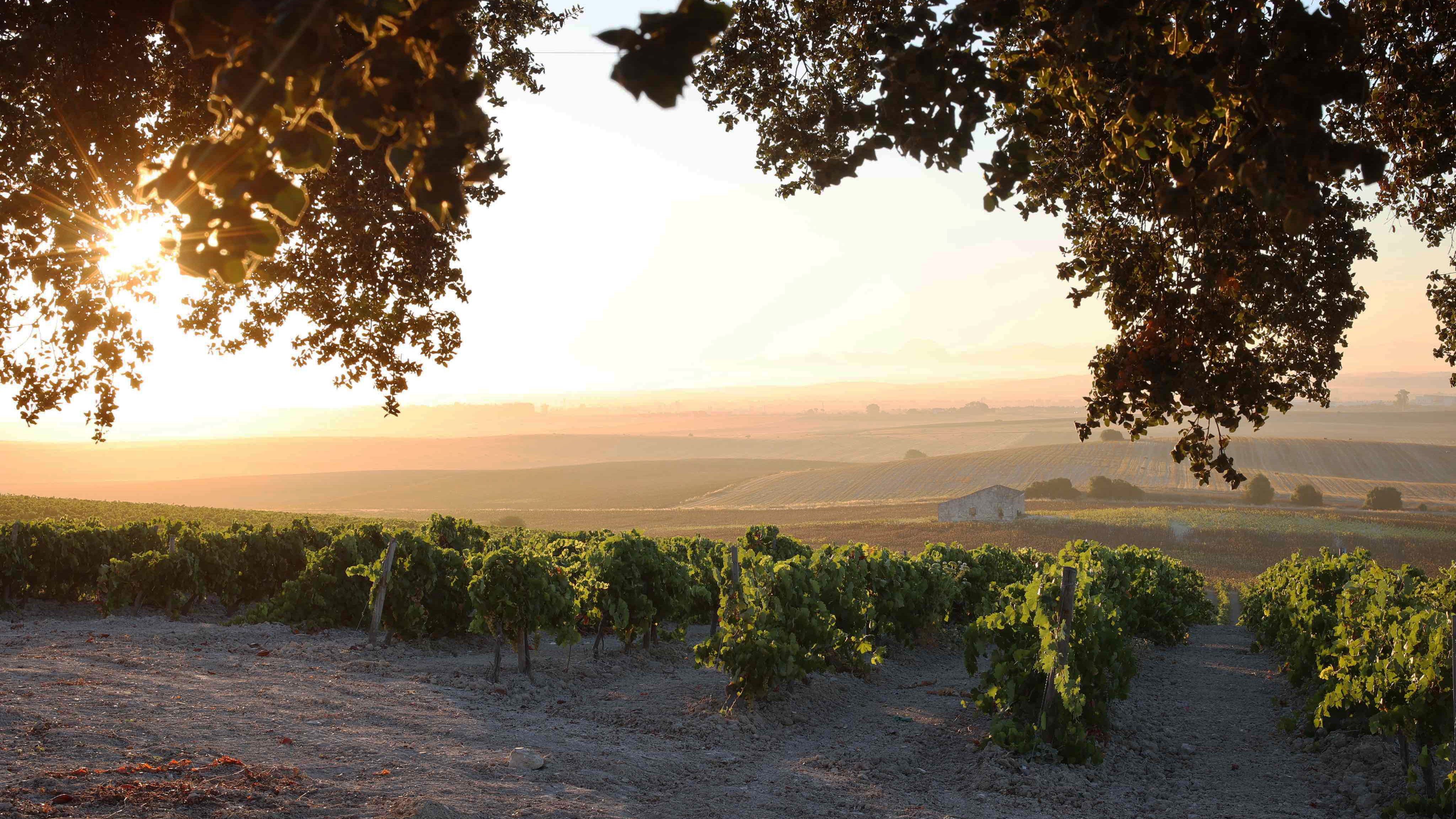 Imagen de un amanecer en la viña la Canariera de Gonzáles Byass.