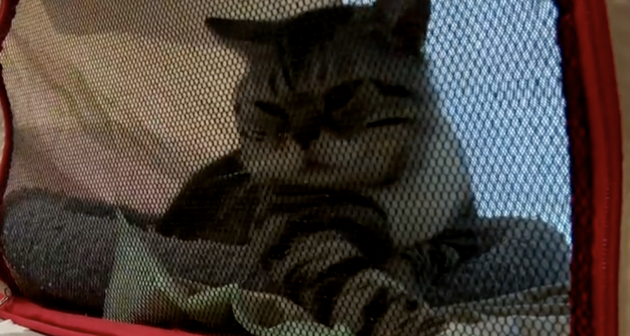 Una imagen del programa de 'Equipo de investigación' sobre los gatos.