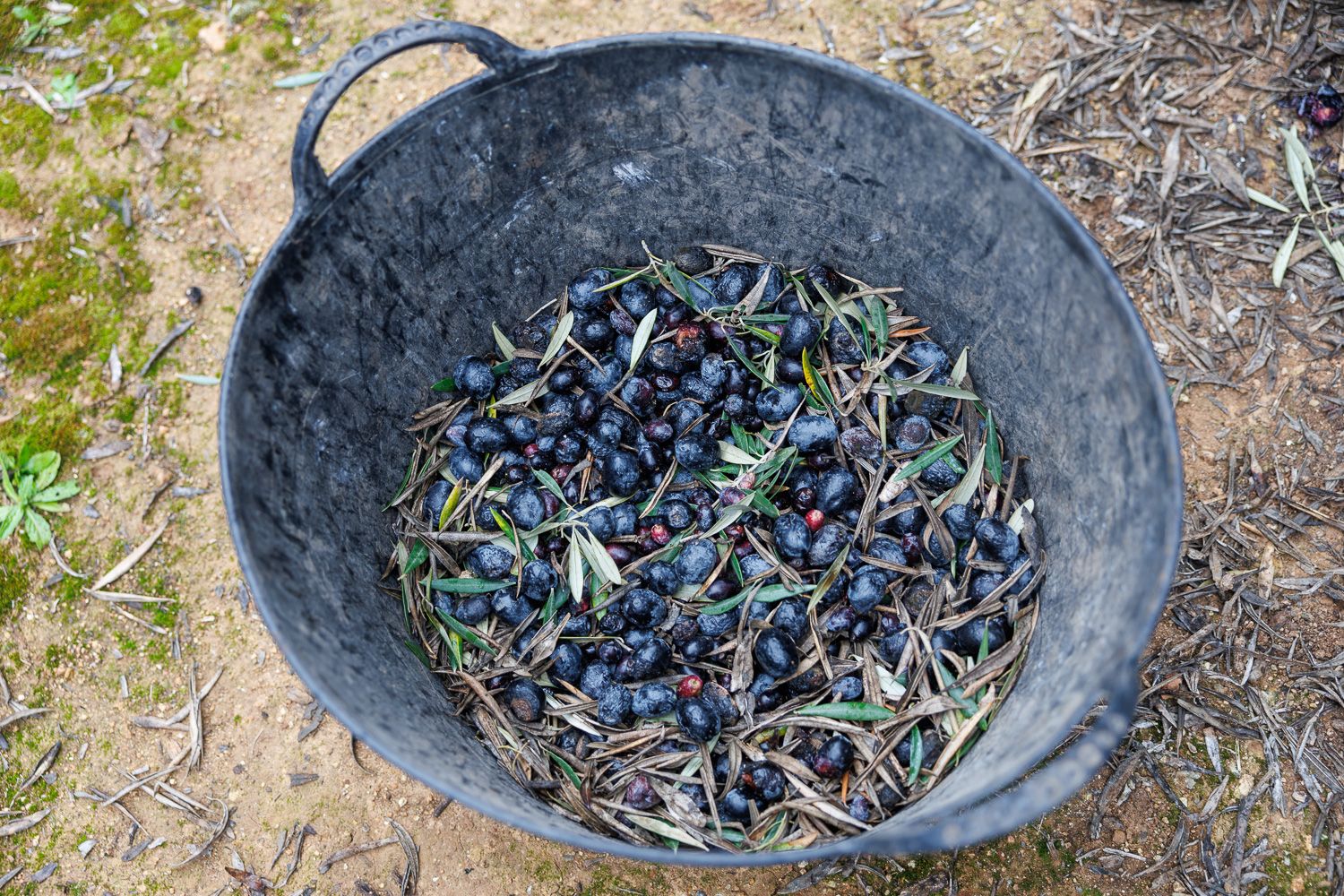 Una espuerta de aceitunas recién recolectadas, en una imagen de archivo.