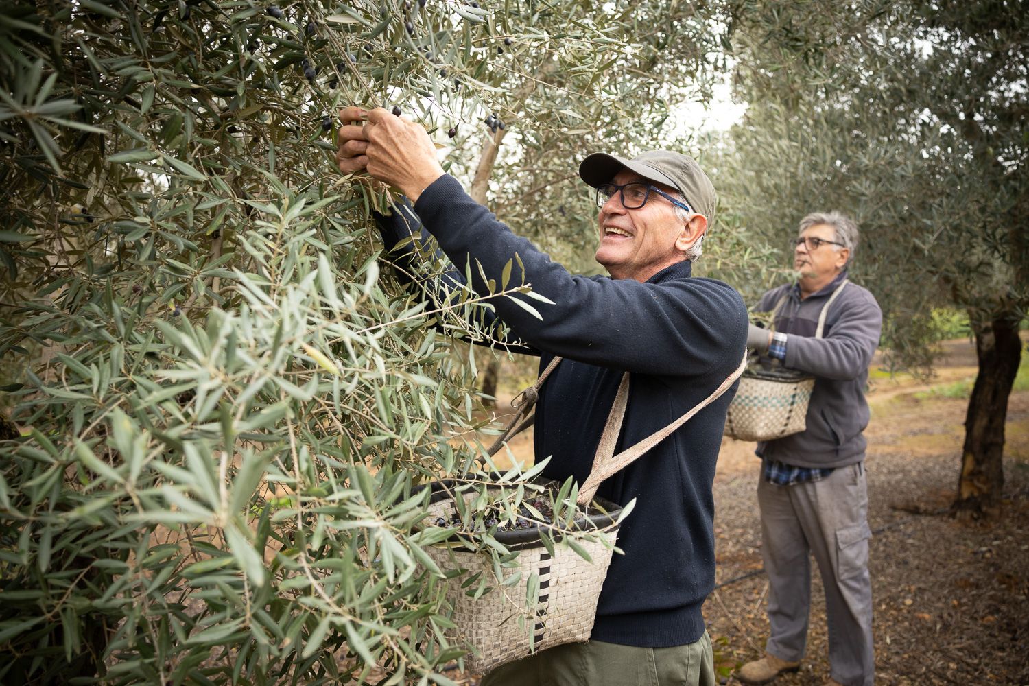 Diego Cañamero recogiendo aceitunas.