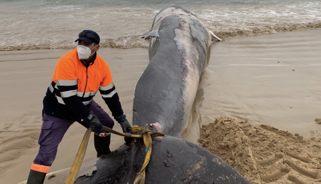 Un operario municipal, junto a la ballena.