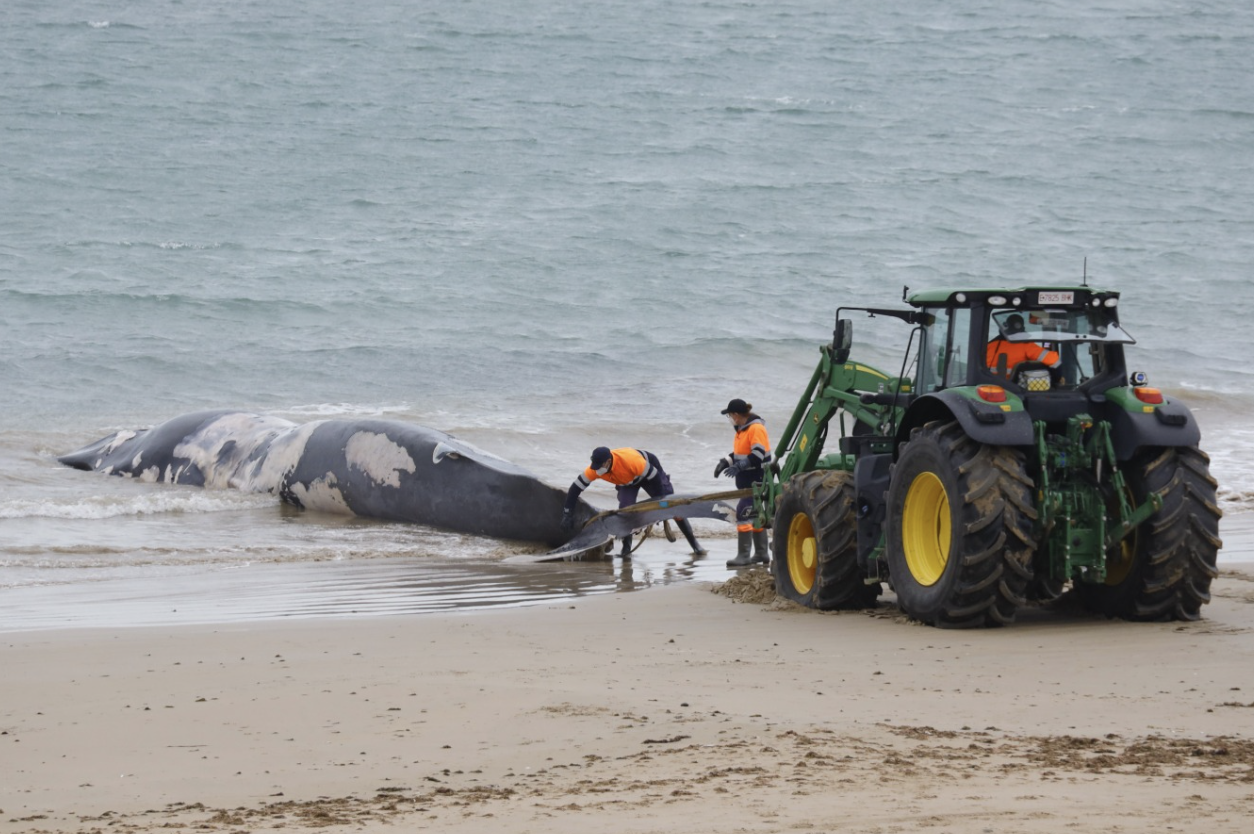 Trabajadores municipales, retirando a la ballena de la orilla de la playa del Chorrillo, en Rota.