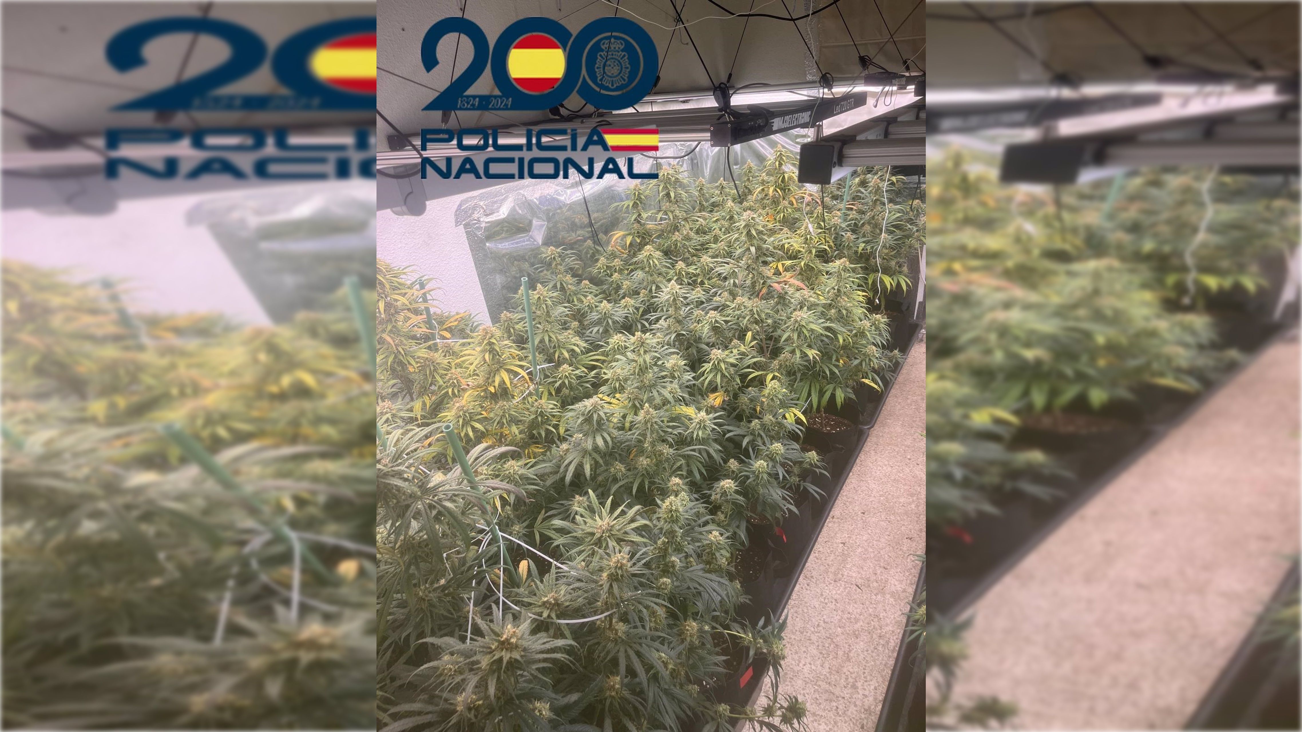 Imagen de una de las plantaciones de marihuana. Imagen de una de las plantaciones de marihuana.