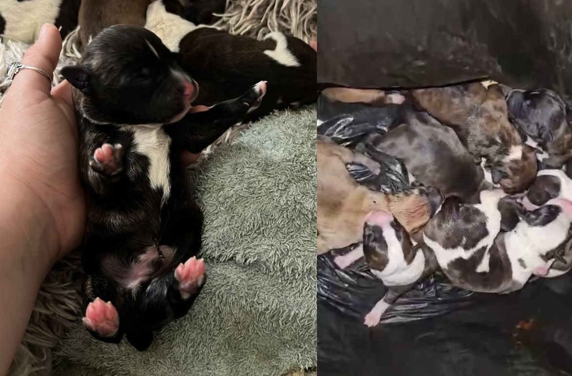 Cachorros recién nacidos encontrados en la basura en Jerez.