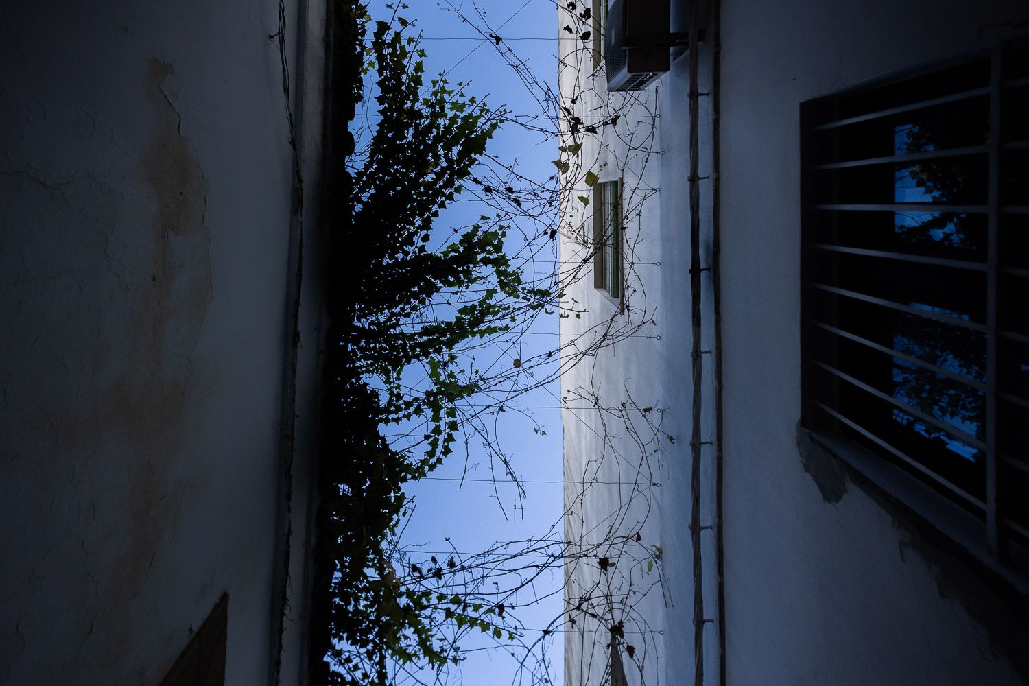 Emparrado en una calle del centro de Jerez. 