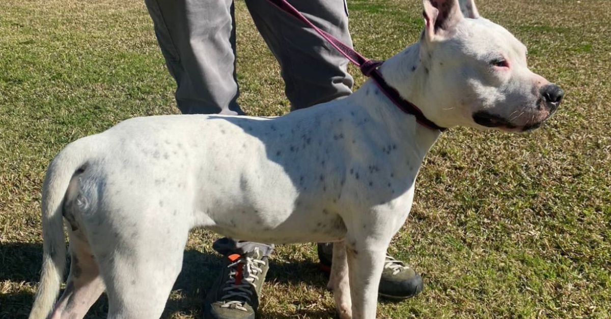 El Ayuntamiento de Puerto Real busca una adopción responsable para Vilma.