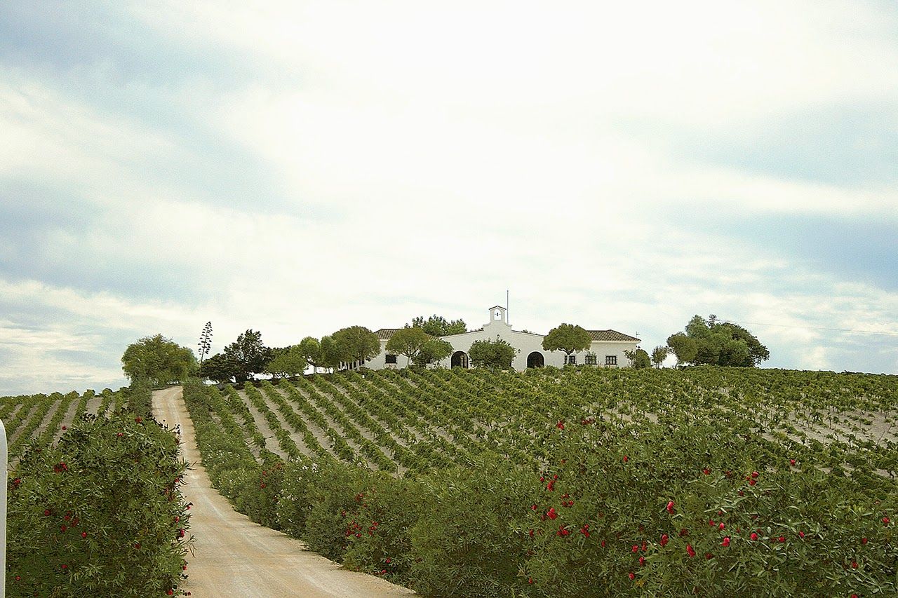 Una viña del Marco de Jerez.
