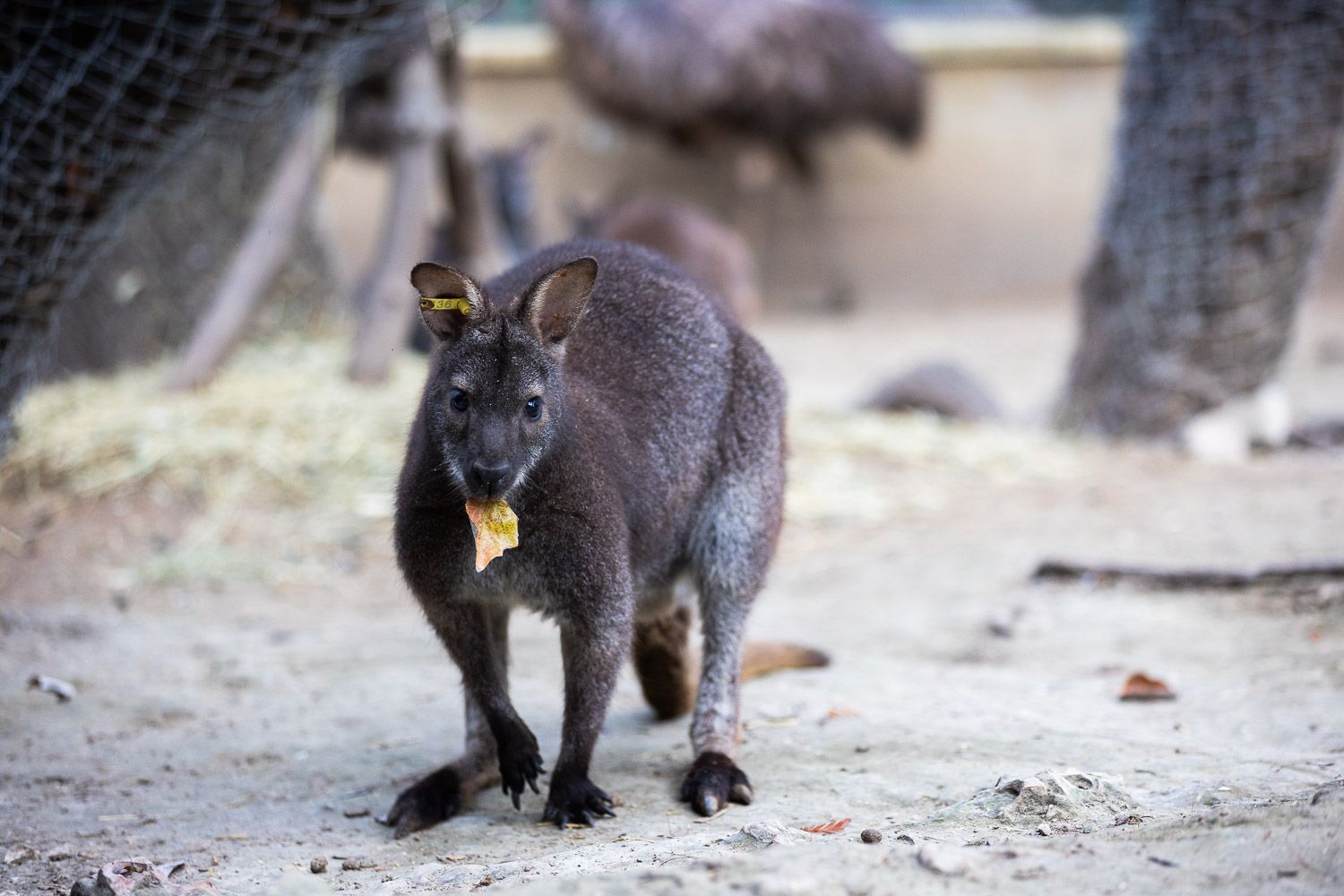 Un canguro en el Zoo de Jerez.