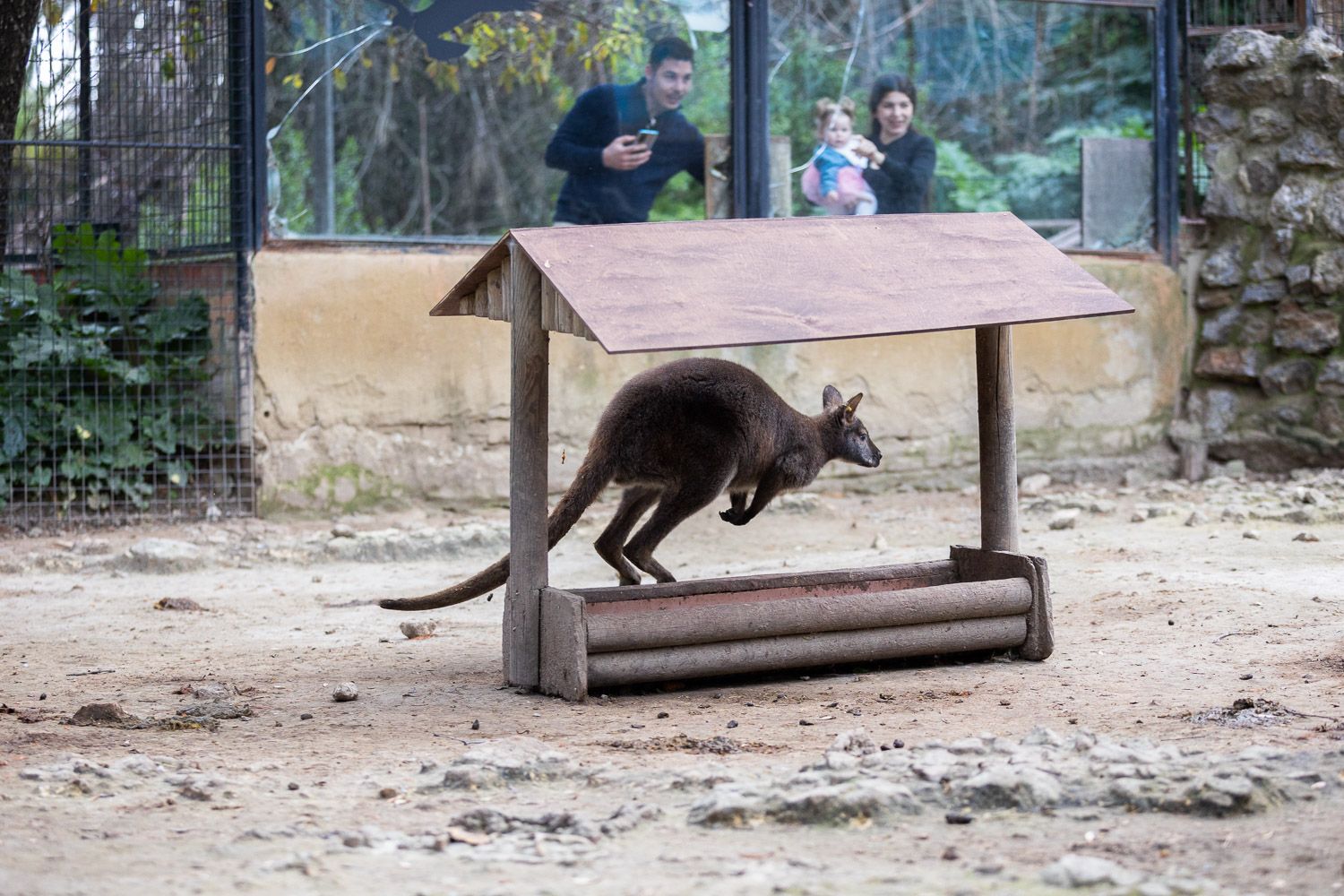 El canguro que fue capturado en las calles de Jerez está ahora en el Zoológico. El canguro que fue capturado en las calles de Jerez está ahora en el Zoológico.