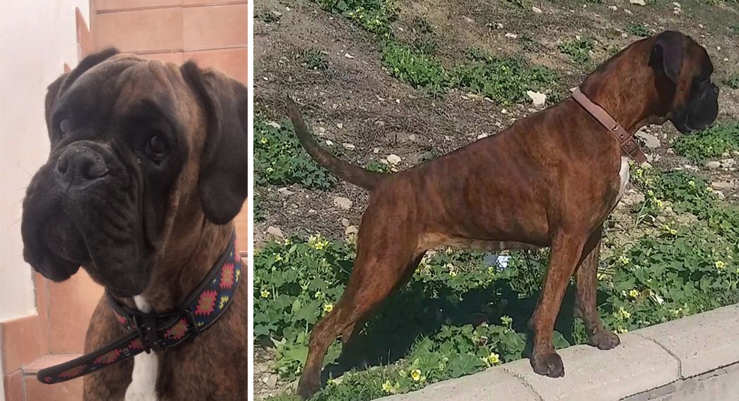 Ari, la perra perdida en San José Obrero.