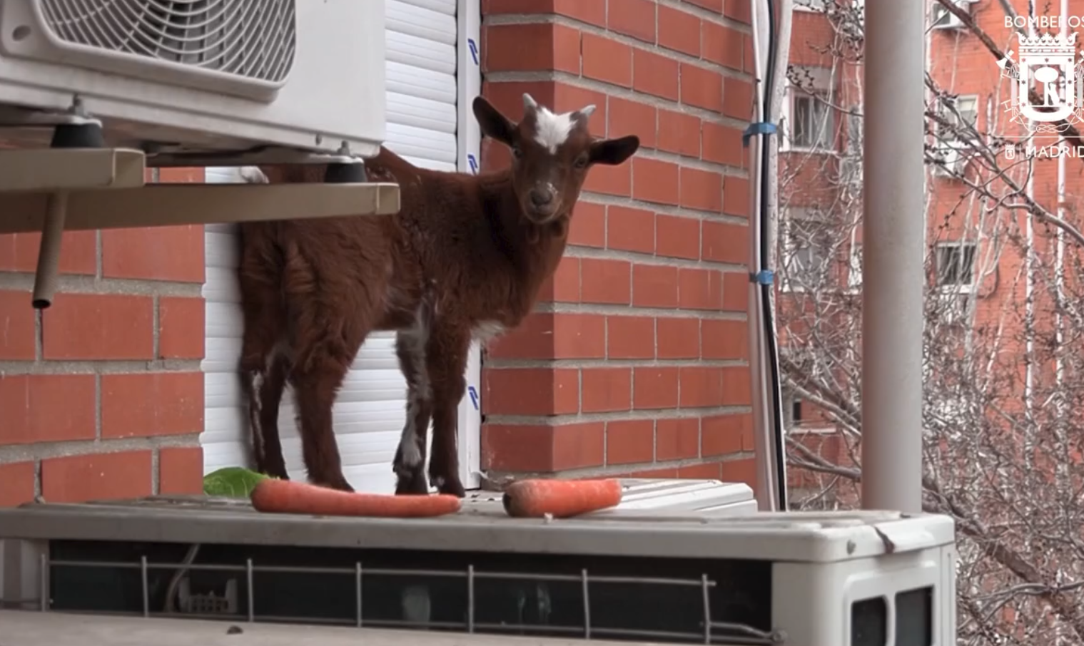 La cabra, sobre un aparato de aire acondicionado en un quinto piso.