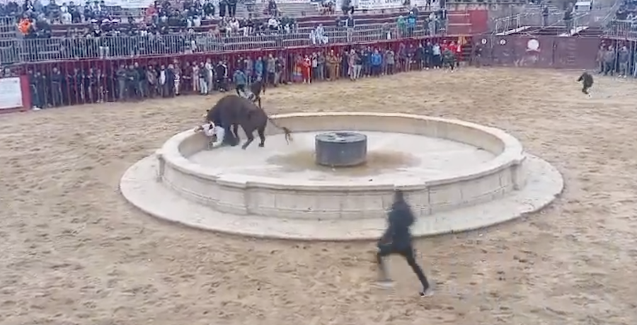 El capataz Quino Bernal, en el momento de la cogida en Trujillo.