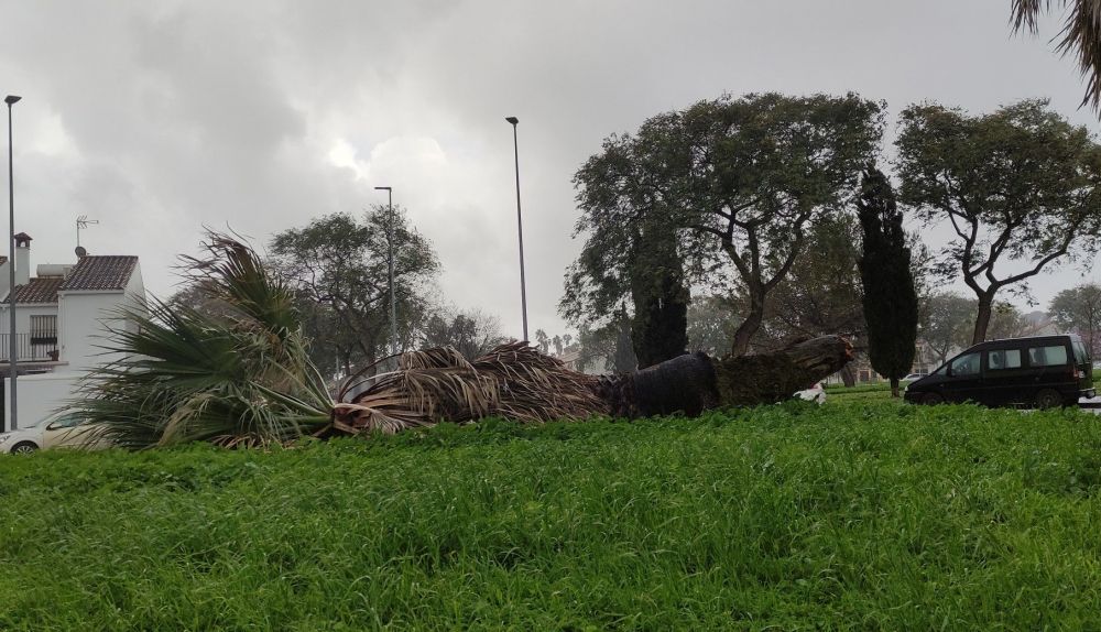 Árbol caído Jerez