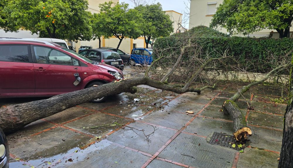 Árbol derrumbado sobre un coche en la Plaza Pedro Romero.