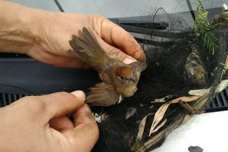 aves_insectivoras.jpg aves_insectivoras.jpg