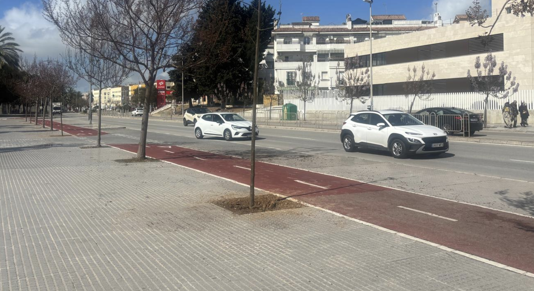 Jerez no quiere alcorques vacíos: el Ayuntamiento empieza por La Asunción.