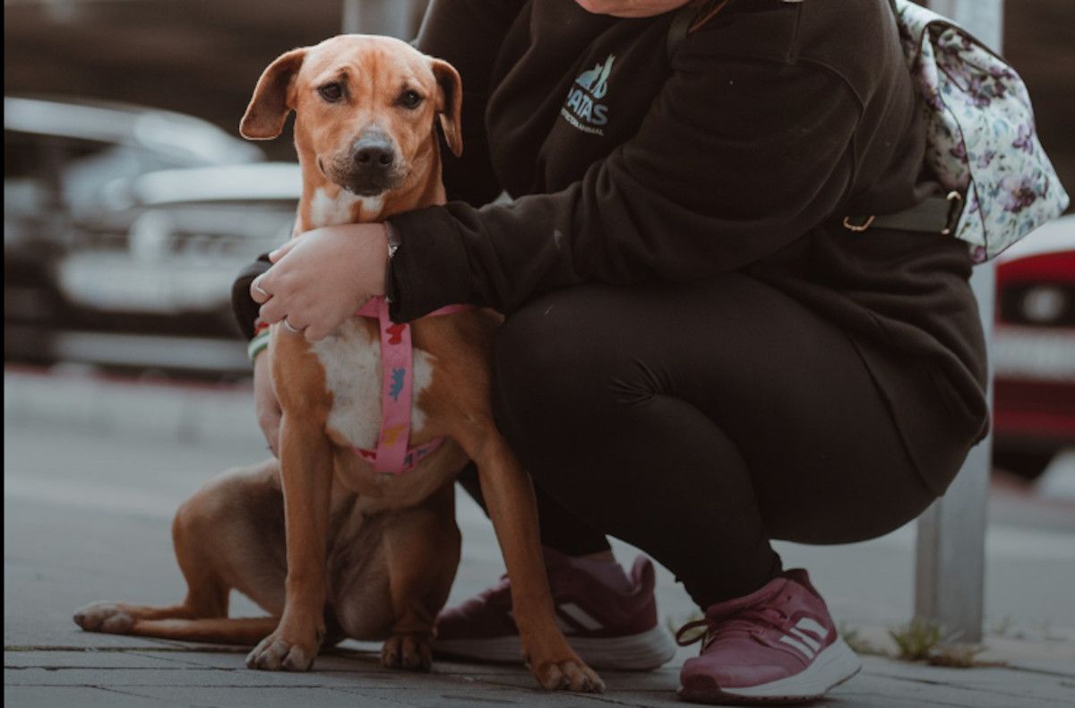 Las jornadas de adopción se celebrarán en el centro comercial Área Sur.