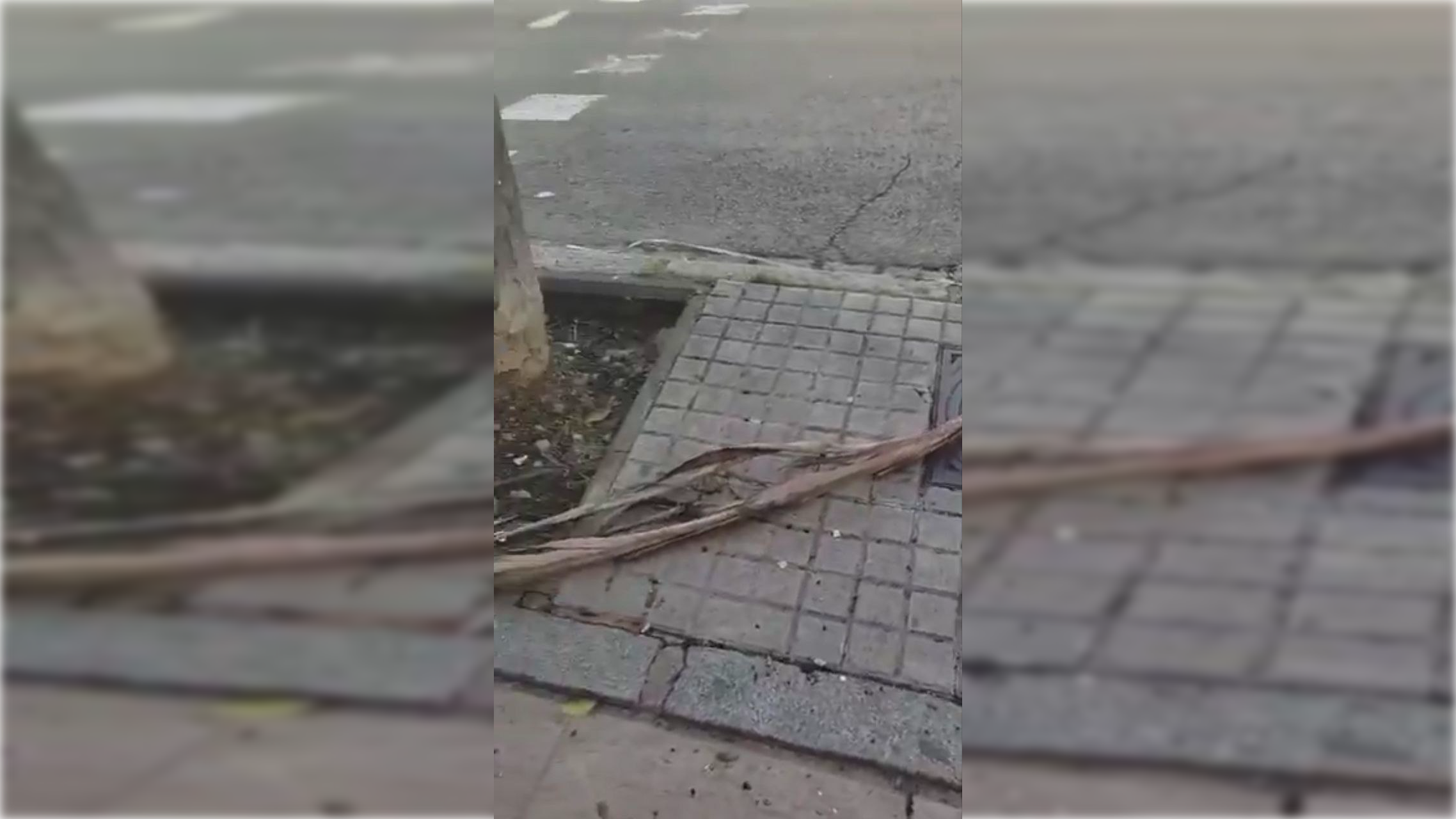 Imagen de una palmera en Su Eminencia.