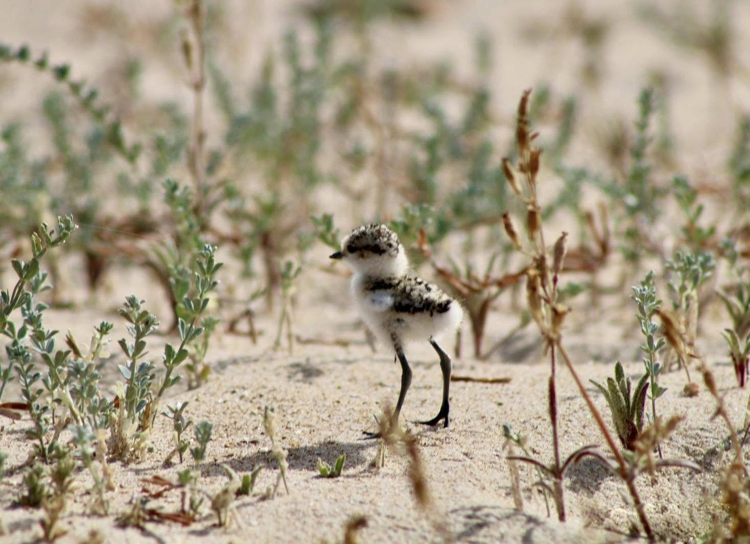 Un chorlitejo patinegro en las dunas de Conil, en una imagen del Ayuntamiento obra de Ornella Antonelli.