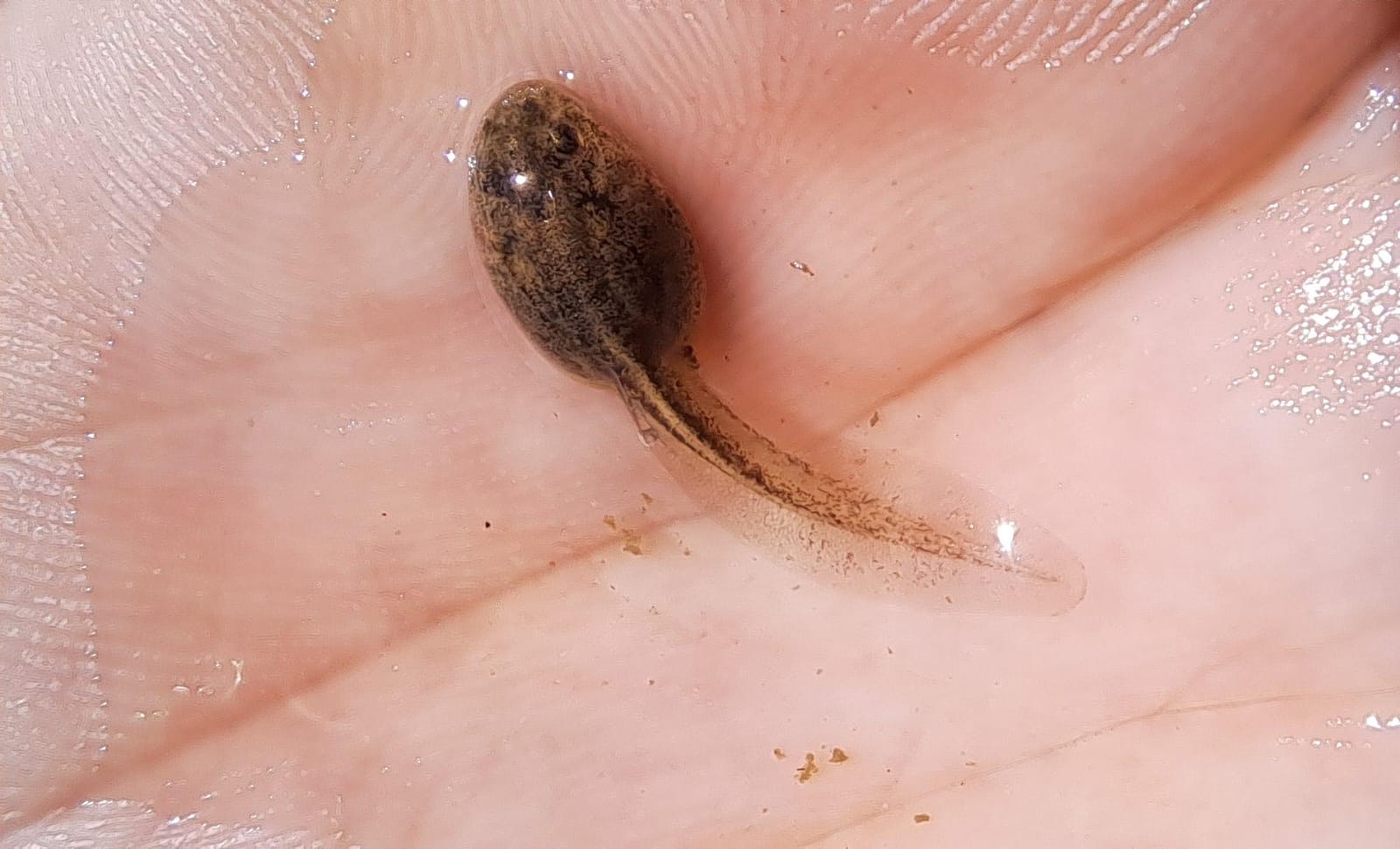 Una larva de sapillo pintojo en la laguna urbana de Sevilla Este.