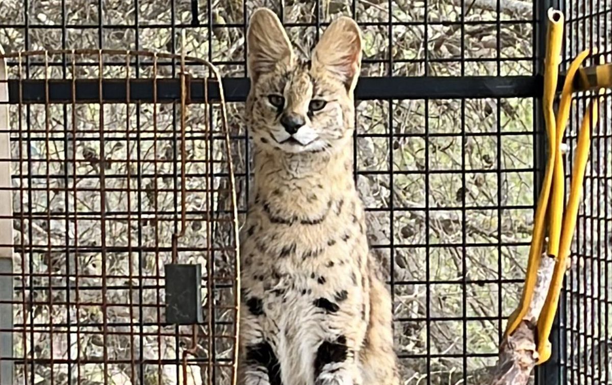 Kylie, la hembra de serval rescatada en Málaga.