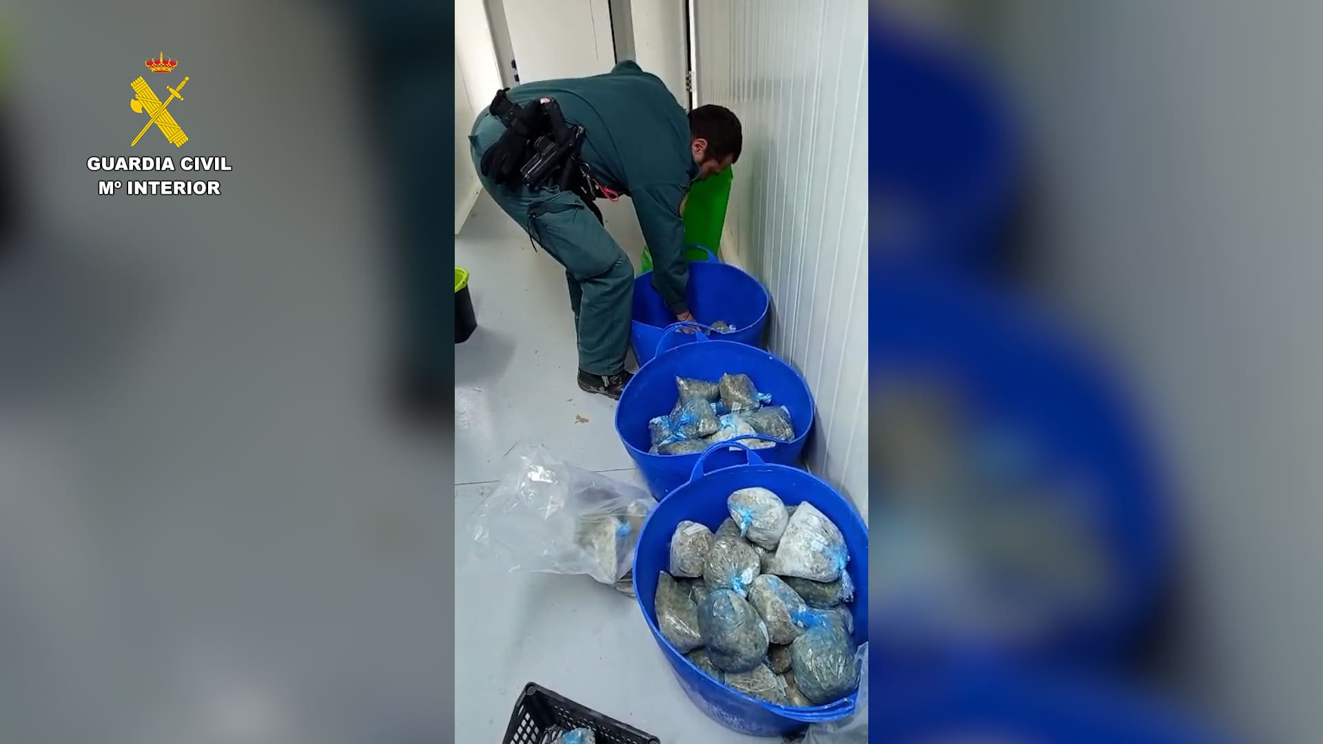 Camarones incautados en Sanlúcar.