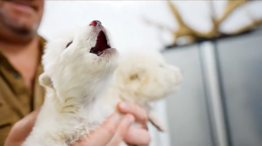 Imagen de la cría de lobo huargo.