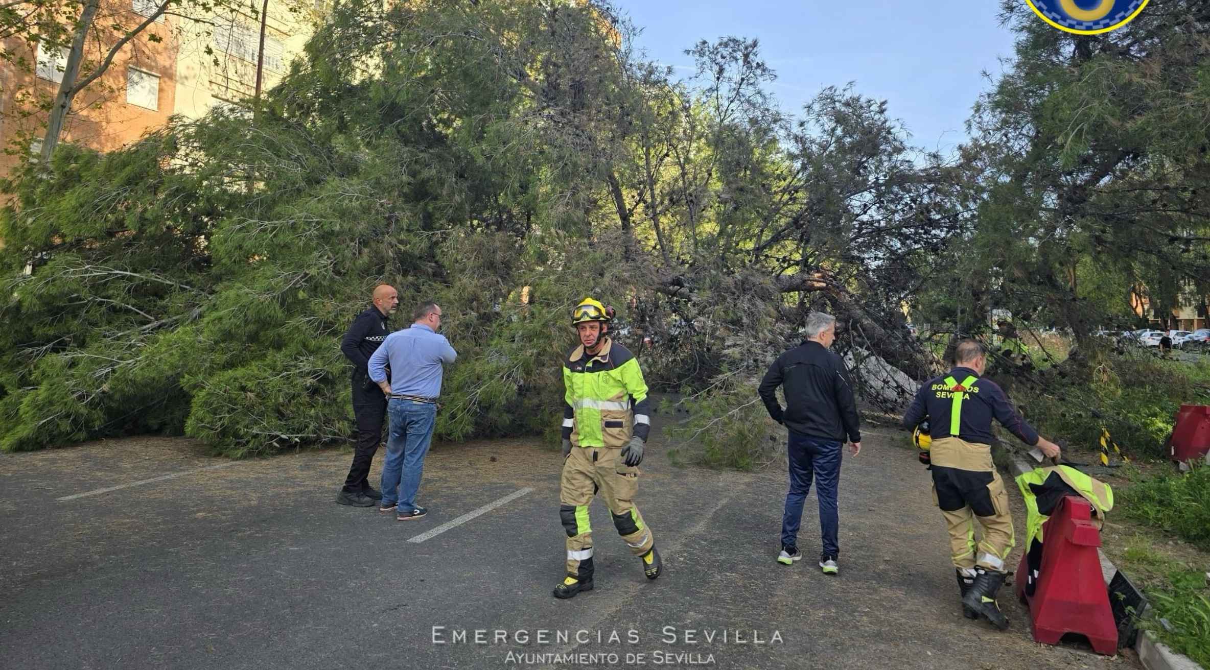 El enorme árbol que ha caído en Sevilla.