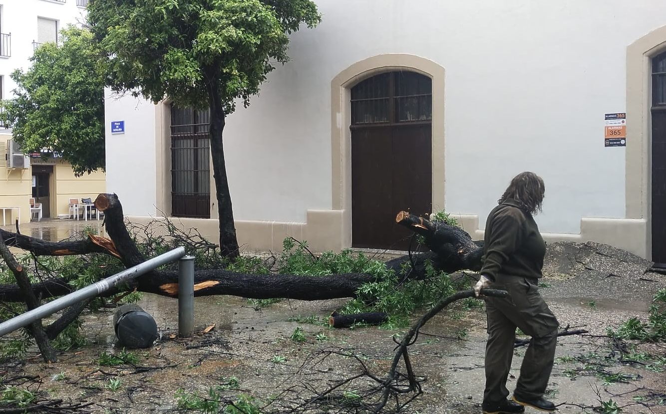 Árbol caído hace solo unos días junto al Callejón de los Bolos, en Jerez.