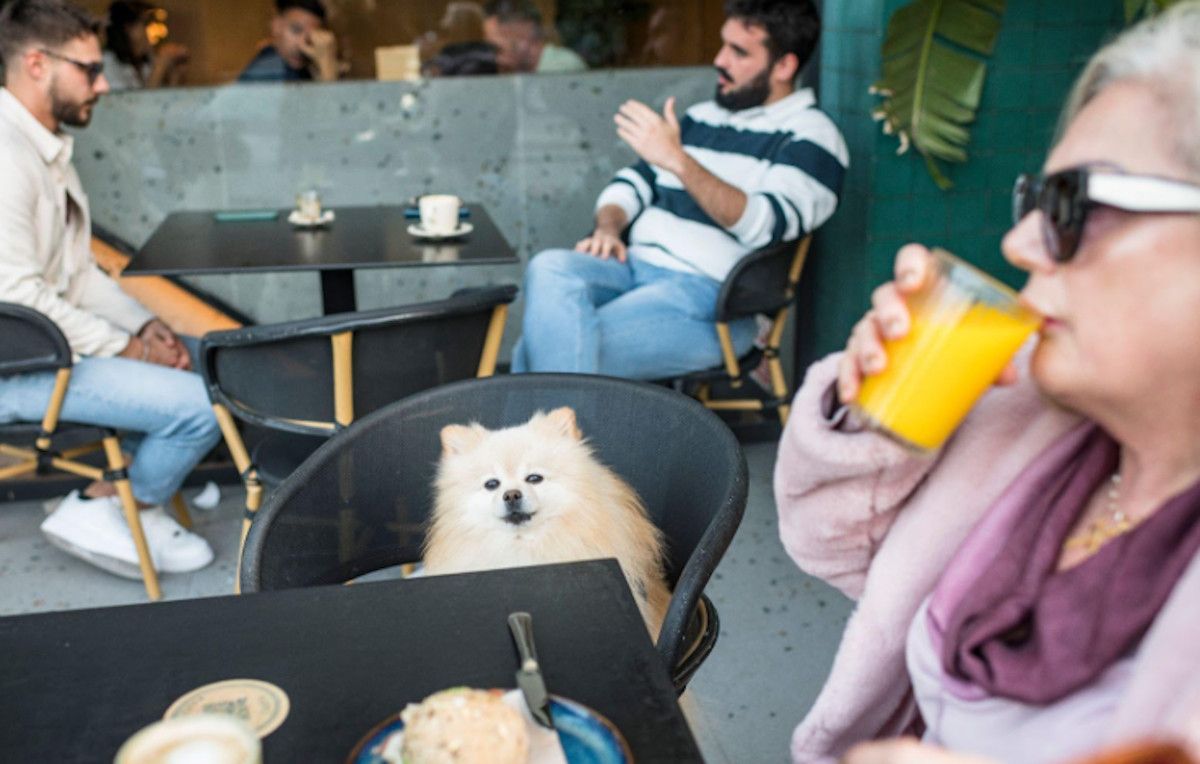 Narigoni en El Puerto, uno de los establecimientos con Soletes 'pet friendly'.
