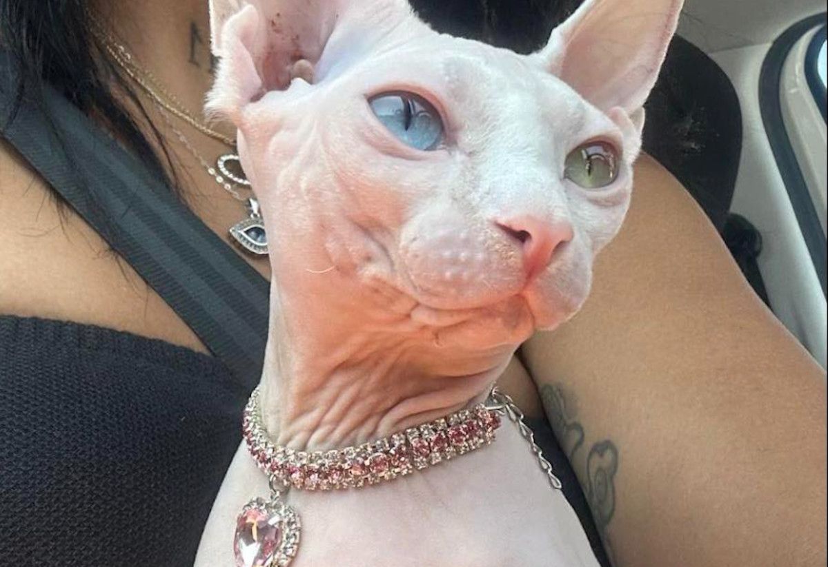 Gata sphynx perdida en Dos Hermanas, en Sevilla.