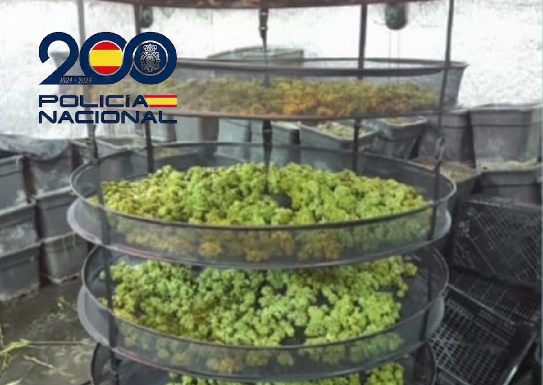 Imagen de los cogollos incautados en Sanlúcar.