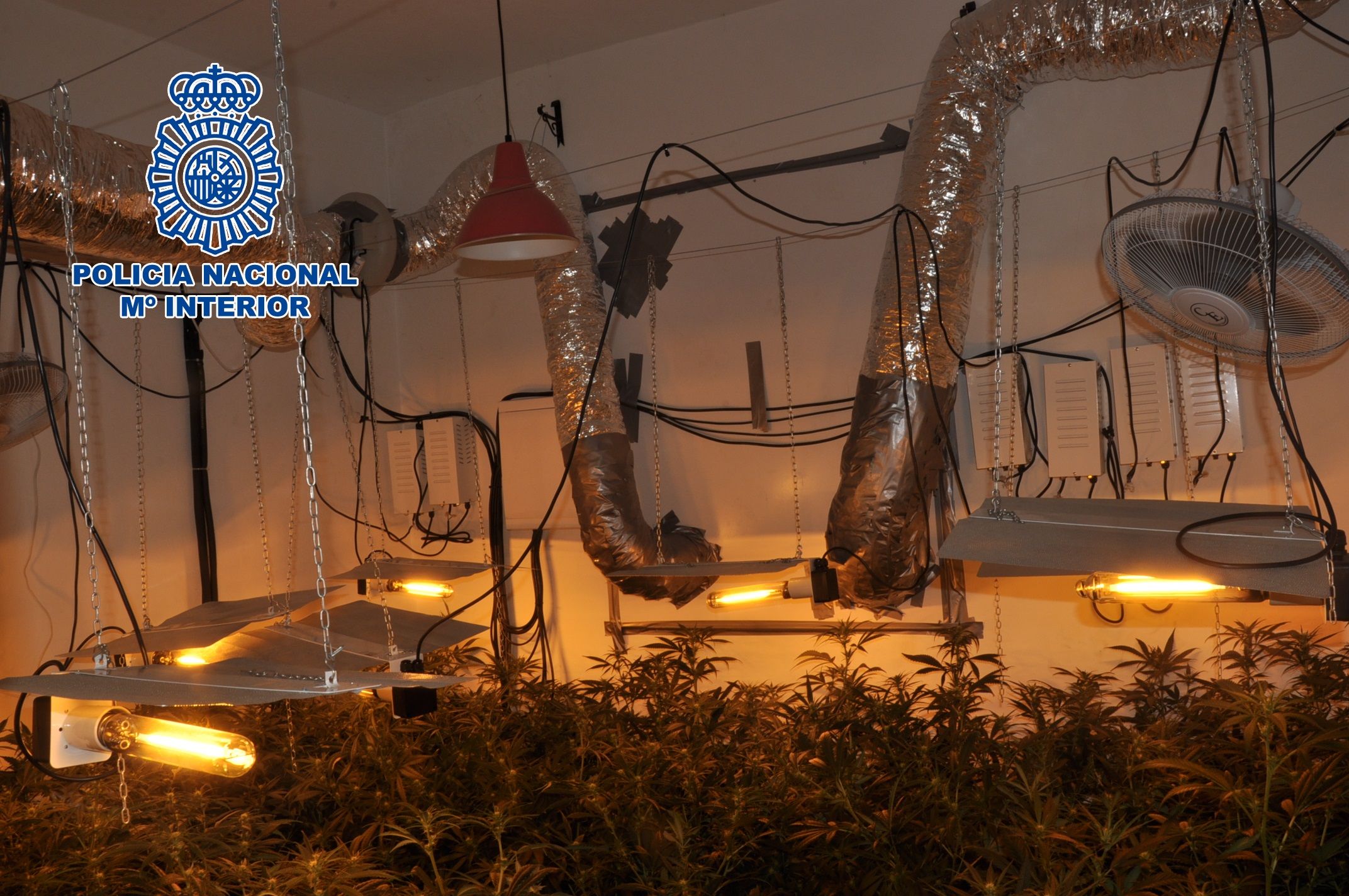 2016-05-02_sanlucar_plantacion_marihuana_41