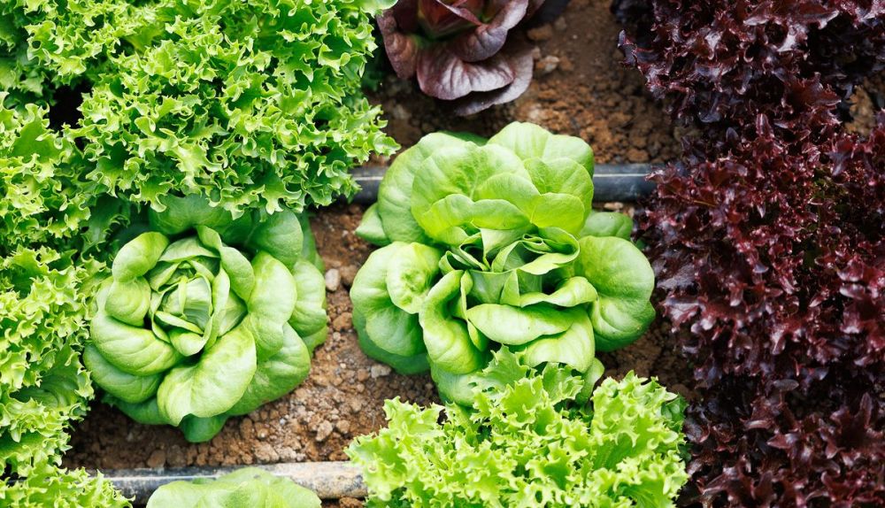 La Milpa Andrew Vejer 05